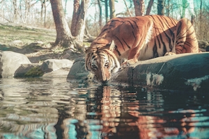 тигр пьет воду 