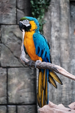 желто-синий попугай на ветке, крупный план 