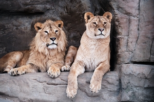 лев и львица на скале 