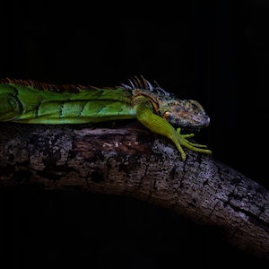 зеленая рептилия на бревне, крупный план, фото в темноте 