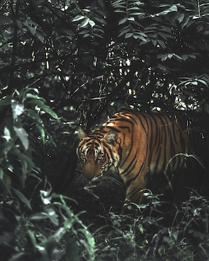 тигр в лесу 