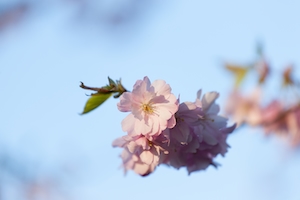 Розовая цветущая сакура на фоне ясного голубого неба. Цветущие ветки дерева сакура, крупный план 