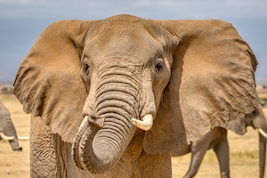 фото слона, смотрящего в кадр, крупный план 