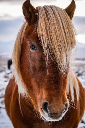 Дружелюбная исландская лошадь, голова 
