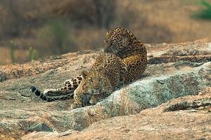 два леопарда лежат на камнях 