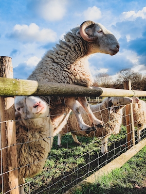 Забавная овца, улыбающаяся на ферме в Лондоне