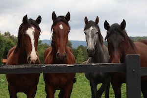 пара лошадей смотрит в камеру, четыре коричневых лошади 
