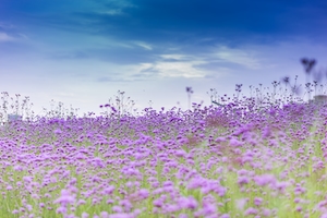 Поле, фиолетовые цветы