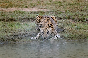 Леопард, пьющий воду из реки утром 