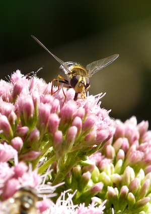 насекомое муха на розовом цветке 
