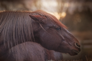 профиль коричневой лошади, крупный план 