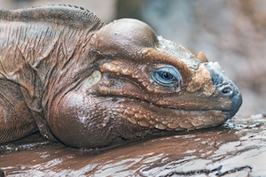 Игуана-носорог, профиль, крупный план 