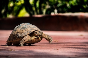Черепаха на тротуаре, сфотографированная в Марокко
