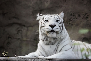 Белый бенгальский тигр в Московском зоопарке
