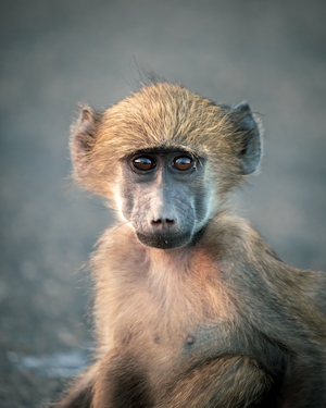 Детеныш бабуина в национальном парке Крюгера, Южная Африка.
