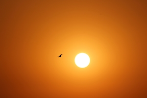 силуэт птицы, летящей на восходе солнца, большое яркое солнце и оранжевое  небо вокруг него 