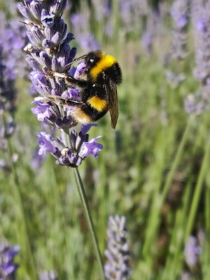 Пчела на цветке лаванды