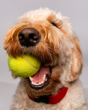 собака с теннисным мячиком в зубах