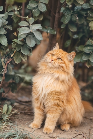 Рыжий кот на фоне растений 