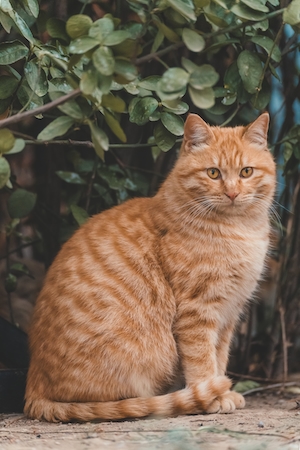 Рыжий кот сидит на фоне растений 