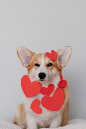 С днем святого Валентина, собака в красных сердечках 