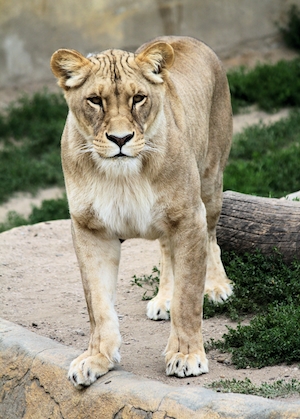 львица в естественной среде обитания 