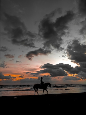 силуэт коня с наездником на закате у моря 