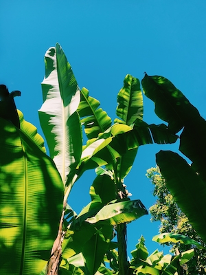 Ветки зеленых растений, зеленые листья на ветках, зеленые листья крупным планом 