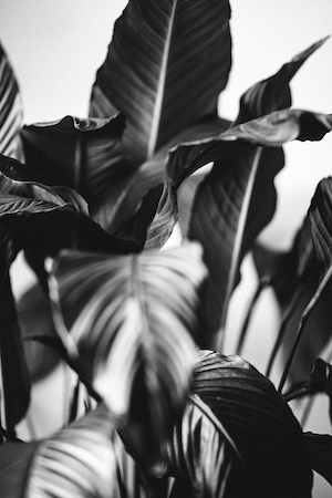 текстуры листьев растения, черно-белый кадр 