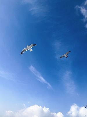 Чайки и голубое небо