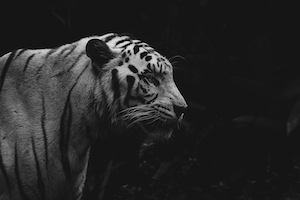 черно-белая фотография тигра, крупный план 