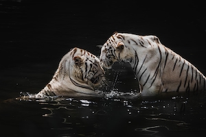два белых тигра купаются в воде 