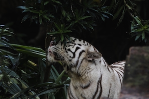 белый тигр в окружении растений 
