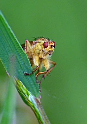 желтое насекомое на зеленом листе, макро-съемка

