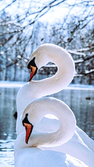 Два лебедя на фоне пруда 