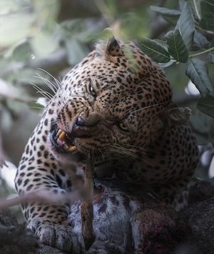 Леопард с раздвоенным носом поедает свою добычу, крупный план 