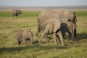 стадо слонов в поле 