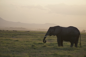 слон на фоне заката 