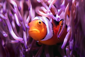 Рыба-клоун-анемон выглядывает из-за завесы щупалец морского растения