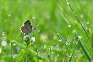 Крошечная бабочка на залитом дождем поле
