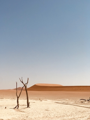 песчаная дюна, пески в пустыне, пейзаж в пустыне, сухое дерево в пустыне 