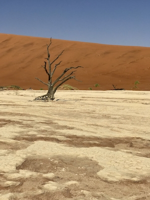 засохшие деревья в пустыне 