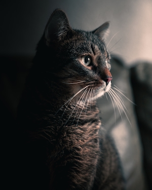 портрет кота, крупный план 