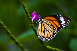 Красочная полосатая тигровая бабочка, замеченная в природном парке Махараштра в Индии