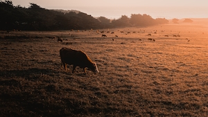 силуэт коров, пасущихся на закате 