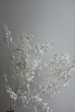 белое цветущее растение на светлой стене 