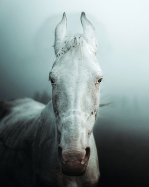белая лошадь на фоне тумана, смотрит в кадр, крупный план 
