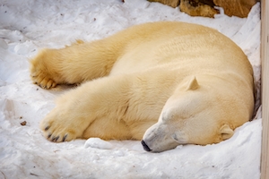 белый медведь спит на снегу 