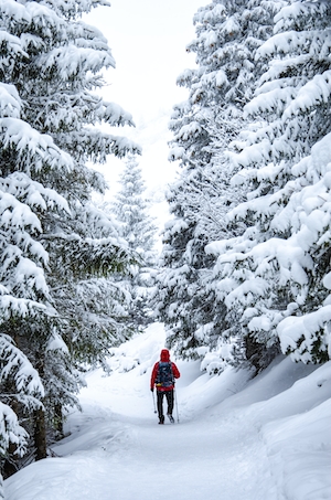 Зимний день в польских горах, снежный еловый лес, турист 