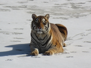 тигр лежит на снегу 
